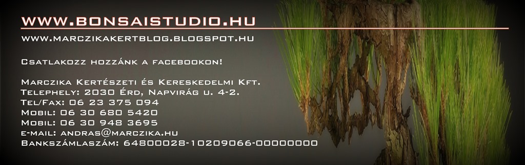 marczika bonsai studio bonsai vasarlas informaciok